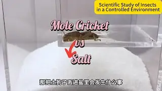 Mole Cricket vs Salt: What Really Happens?