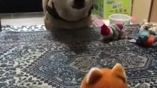 Dog talking with a toy / Собака разговаривает с игрушкой