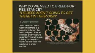 Mite Resistant Queen Stock Meghan Milbrath NY Bee Wellness