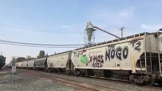 UP 7382 leads loaded grain train from Feather River Canyon w/ Grinch graffiti! 09/11/2022