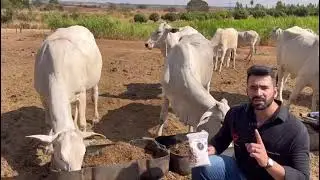 Usando ureia P200S no sal e volumoso, maximizando o ganho de peso e a produ&ccedil;&atilde;o leiteira.
