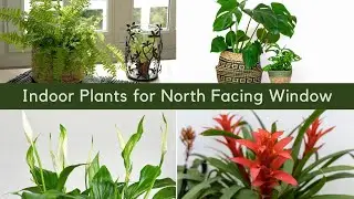 15 Indoor Plants for North  Facing  Window | North  Window Facing Plants for Homes