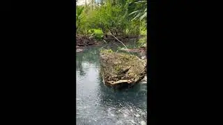 Robinson Crusoe Cave full of  wild Turtles!