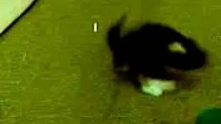 Kitten Vs Lace I