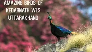 Amazing birds of Uttarakhand Himalayas- Kedarnath WLS