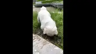 Playful Dog Digging in Mud Then Turns Brown by Lying in It