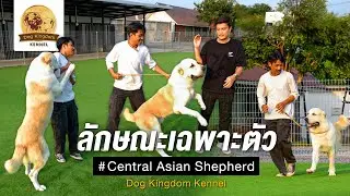 A Guide to Central Asian Shepherd Training Techniques