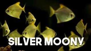 Silver Moony : Fantastic Ocean Fish