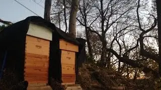 Equipment for Hive to start bees