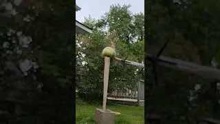 desolation of watermelon