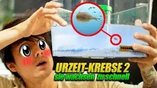 Meine URZEIT-KREBSE wachsen viel zu schnell. Krass. Heftig.