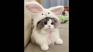 One Look From This Kitten and You're Done For 🐱💕 #cat #shorts #adorable