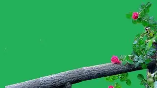rose plant with flowers green screen video | rose green screen effects | rose plant green screen