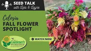 Seed Talk #136 &mdash; Целозия: осенний цветок в центре внимания