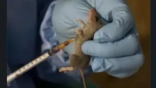 BREAKING NEWS😱😱LASSA FEVER BREAKS OUT IN NIGERIA,MANY FEARED 