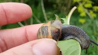 Snail at Home & Tree Exploration