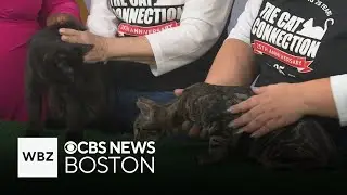 2 adorable bonded cat pairs ready for adoption in Massachusetts