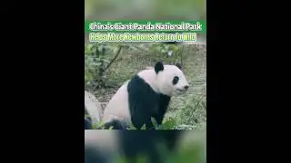 #China's #giant #panda national #park helps more newborns return to #wild #animal