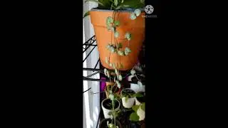 String of  hearts/ceropegia woodii #shorts #houseplants