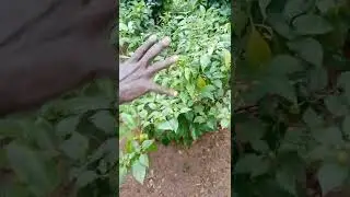 Intercropping of COCOA with YAM