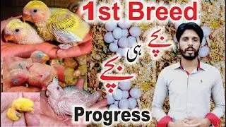 Albino Red Eyes and Lutino Red Eyes Lovebirds Progressea Sson 2018 Video Urdu/Hindi