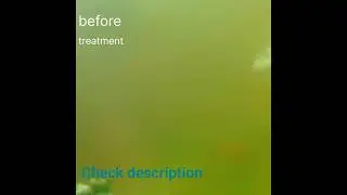 #algae remove #mollyfish, #molly, #algal treatment...check description...