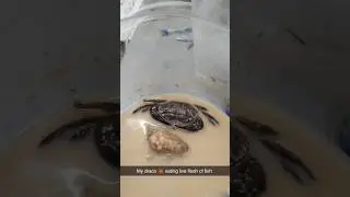 Hungry Mud Crabs Eating Time 🦀 | Fishery Farming#COFS Gumla