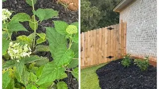 Sheet Mulching ft.Incrediball Storm Proof Hydrangea!!!!🌾🌾🌾🌻🌻🍁🍁🍁!!! 