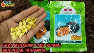 CARA MENANAM LABU KUNING DAN JARAK TANAM YANG BENAR