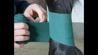 Bandagen, Gamaschen, Springglocken, Verladegmaschen