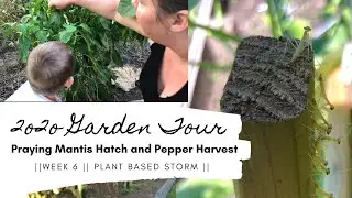 2020 Garden Tour Week 6 | Praying Mantis Hatch & Pepper Harvest | Plant Based Storm