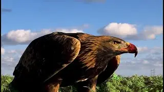 Roe deer catch with &ldquo;Kyona&rdquo; the female golden eagle! (Falconer Kiani Loyson)