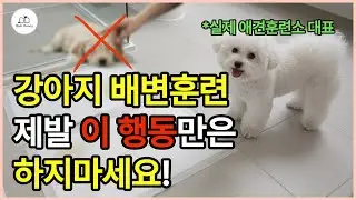 강아지 배변훈련 실패하지 않기 위해 절대 하지 말아야 할 행동과 너무 쉬운 배변 교육법 #강아지배변훈련 #배변훈련