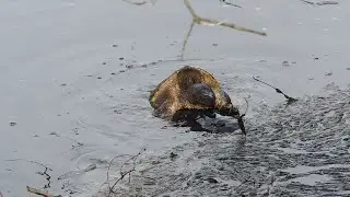 Snapping Turtles - Prelude to Mating