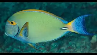 Eyestripe Surgeonfish, the best for grilled fish