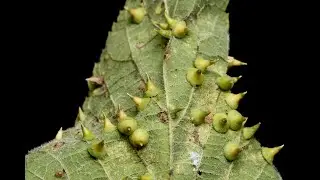Hackberry galls and the insects that make them