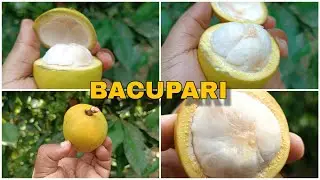 Voc&ecirc; conhece O bacupari - MANGOST&Atilde;O AMARELO (Garcinia gardneriana)  UMA FRUTA NATIVA DO BRASIL