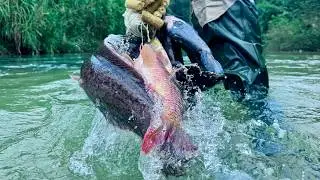Traditional fishing skills - Girl catches giant fish with golden bamboo tube in large lake.