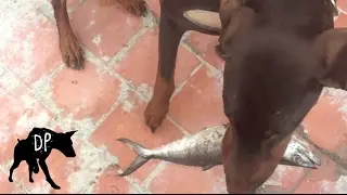 Doberman eating a raw fish
