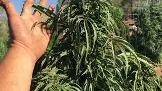 200gal update huge marijuana plants (2017)
