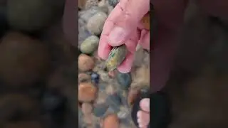 Fast-Paced Wave Rock Hunting &ndash; Unakite, Mary Ellen Jasper & Weird Rocks!