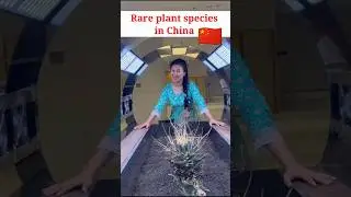 Rare plant species in China ||#shorts