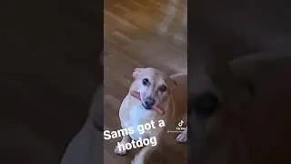 Sam has a hotdog