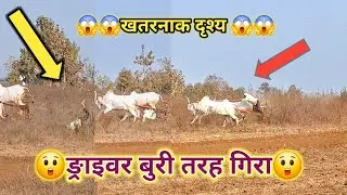 😱😱बैलगाङीदौड मे हुई दुर्घटना😱😱 #bailgadasharyat #bull #bullock #ox #bailrace 