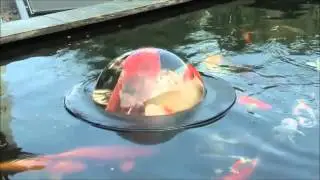 floating fish dome