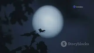 The Secret Lives of European Bats: Masters of the Night #animal2024 #wildlife