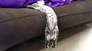 Conclusive Proof That Cats Are Liquid