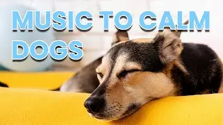Dog Relaxation: Unwind Your Furry Friend with Relaxing Music