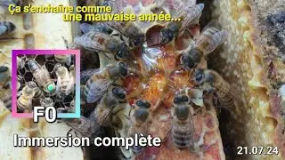 ⭕️ Ça s'enchaîne comme une mauvaise année #apiculture