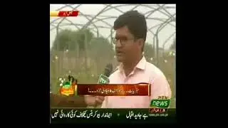 Amir Latif | Alhamdulillah! Ginger Research at VRI, AARI highlighted in PTV NEWS | Ginger Farming